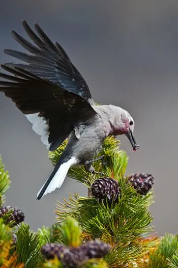 A Clark's Nutcracker on a pine bough