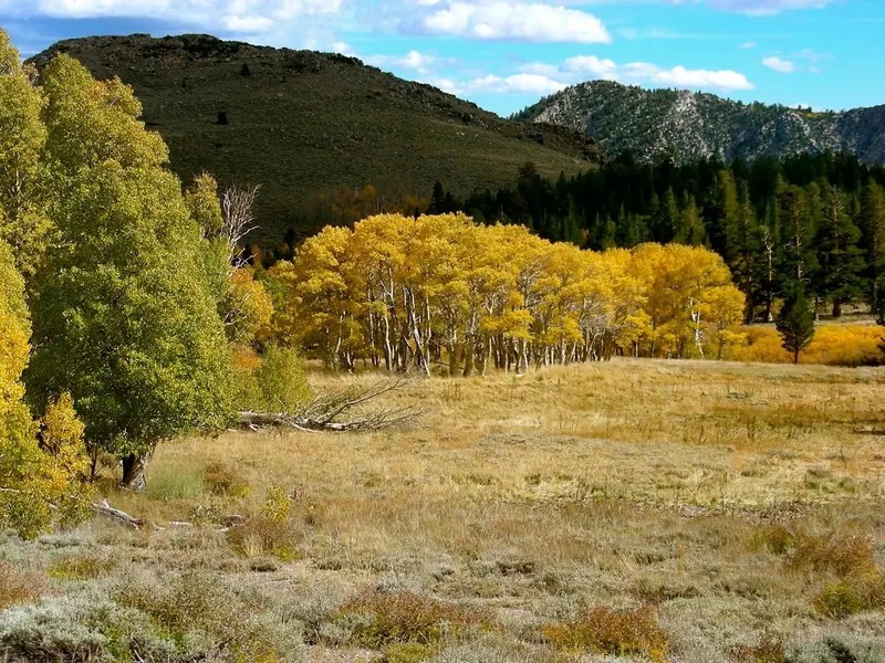 An aspen meadow turning gold in the Eastern Sierra