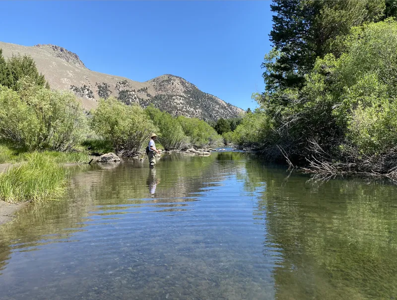 A fly fisher wading a clear, glassy run of Rush Creek between willows under a bare Sierra ridge