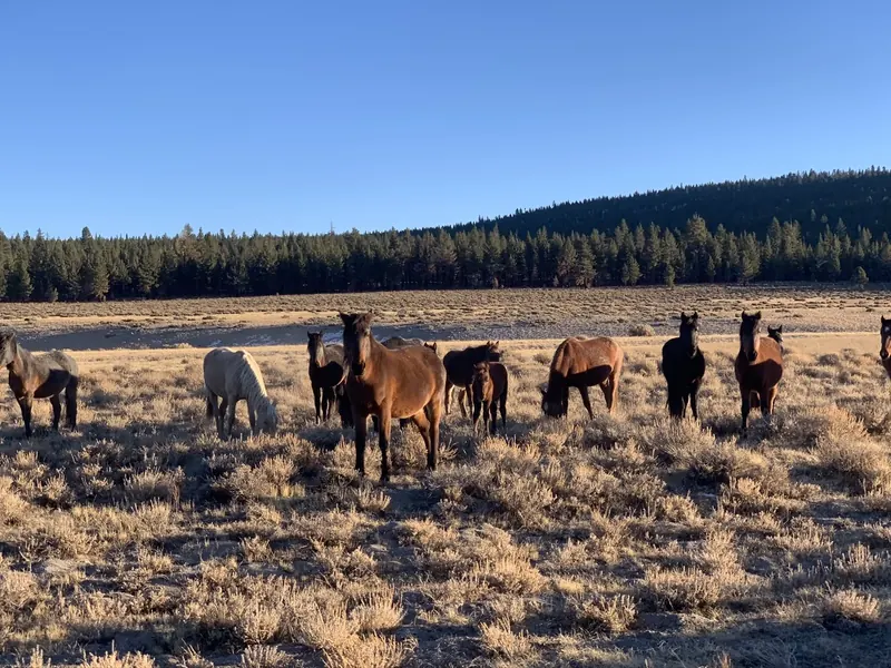 A herd of wild mustangs watching from the sagebrush in Mono County, with pines behind