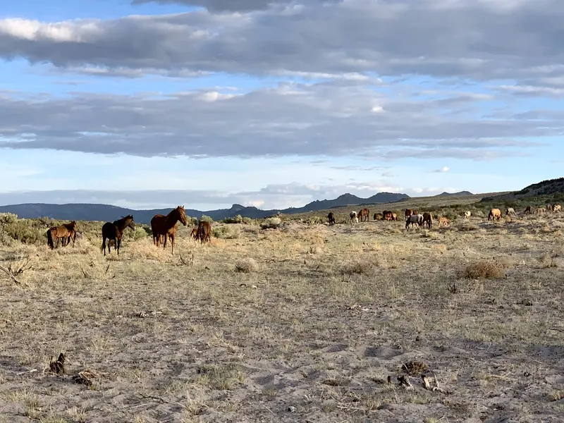 Wild mustangs