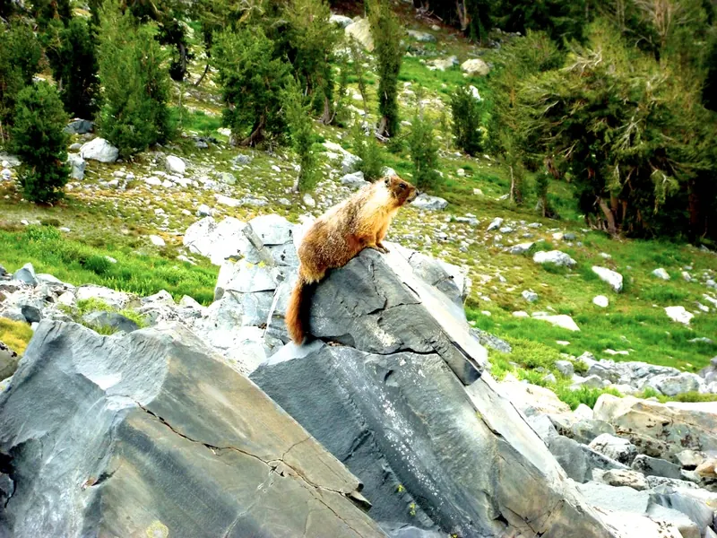 A yellow-bellied marmot sitting on a granite boulder in a green alpine meadow