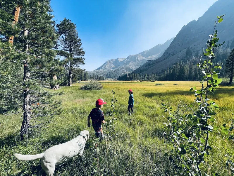 Two children and a white Labrador walking into the tall gold grass of Yost Meadow, with granite peaks beyond